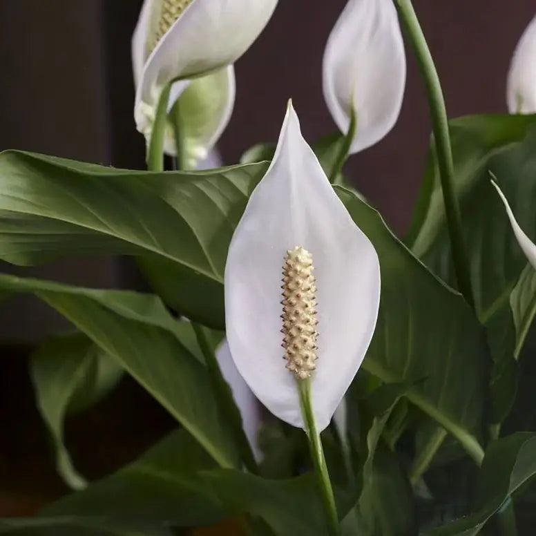 Peace Lily Care Guide