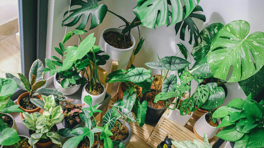 Top 8 Trending Houseplants of 2025 (Care Tips + Decor Ideas)