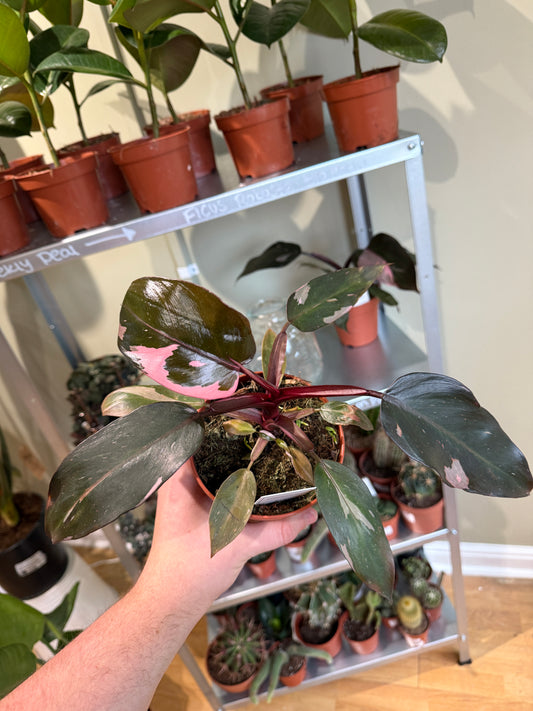 Philodendron Pink Princess (Large 50cm)