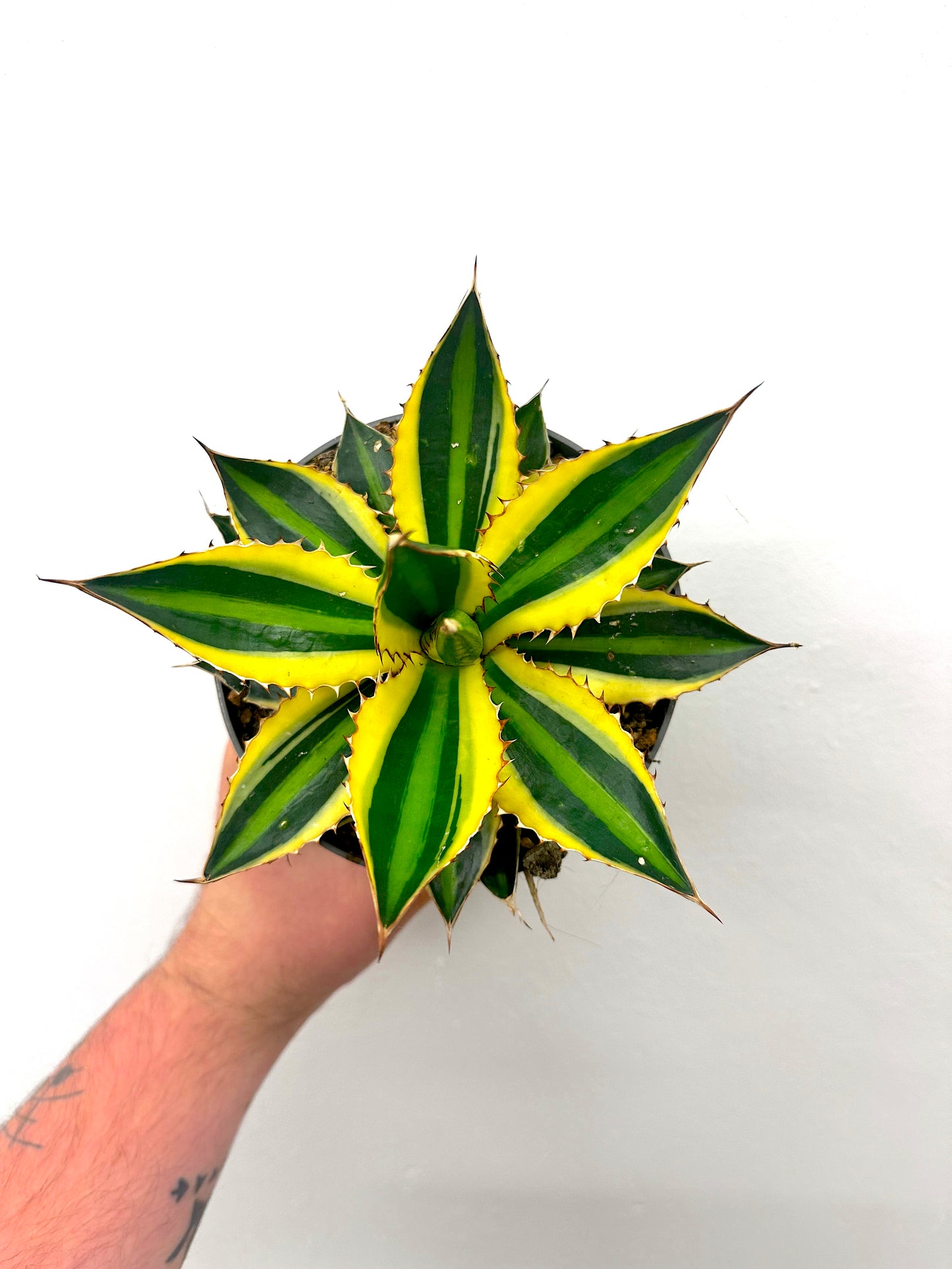 Quadricolor Agave | Agave Lophantha Quadricolor 20cm