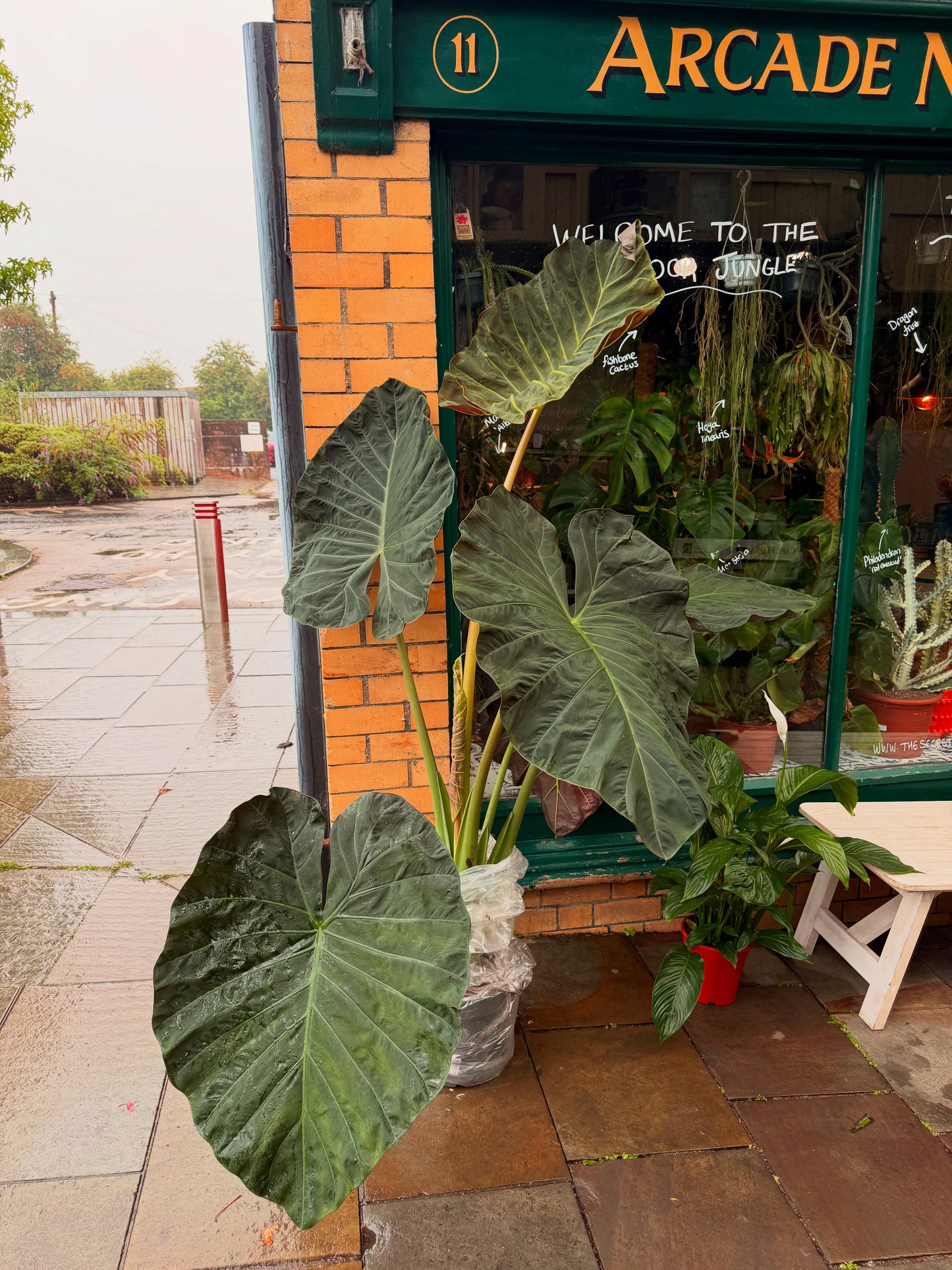 Alocasia Regal Shield XXL