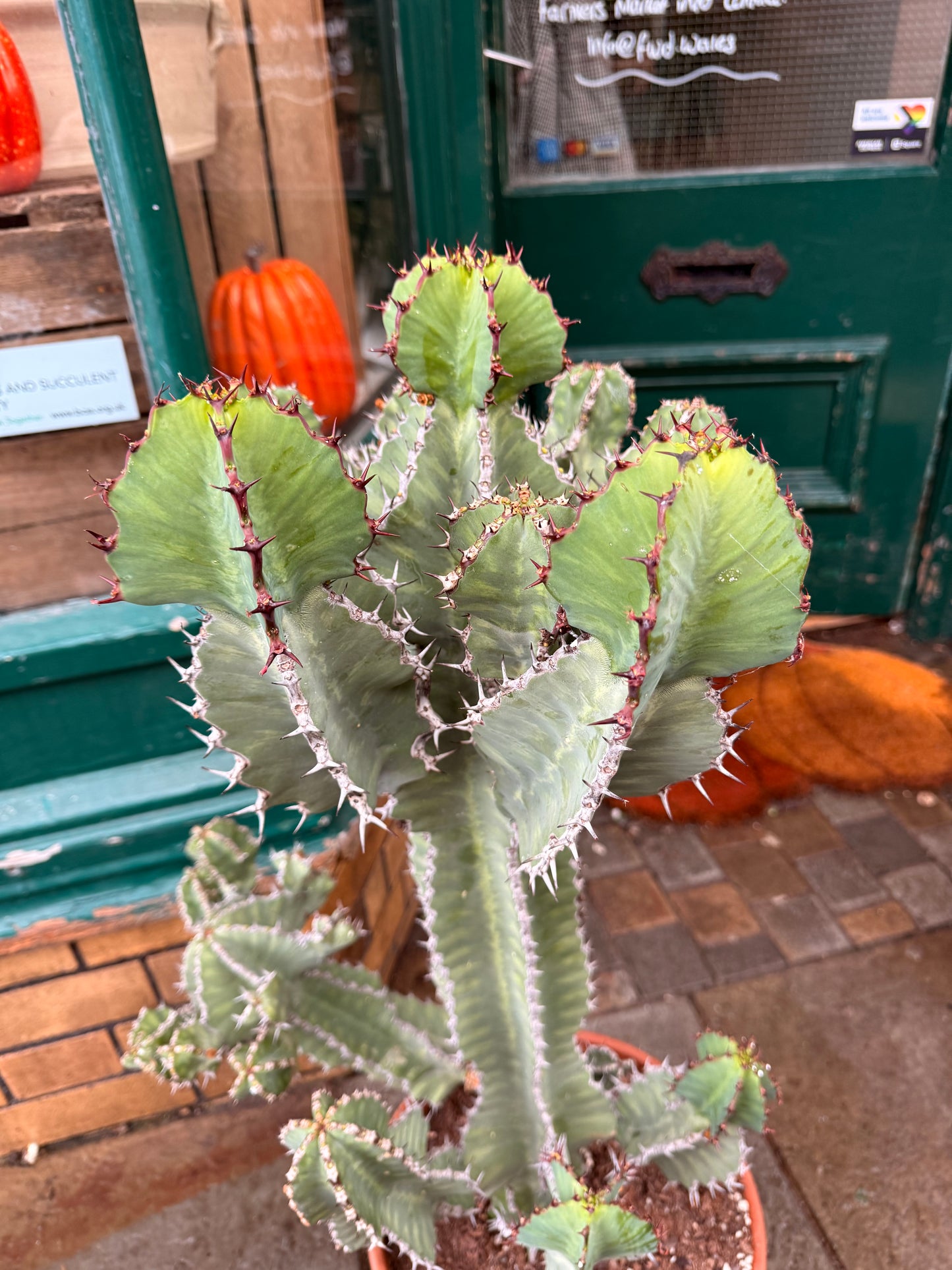 Euphorbia cooperi 31 cm pot