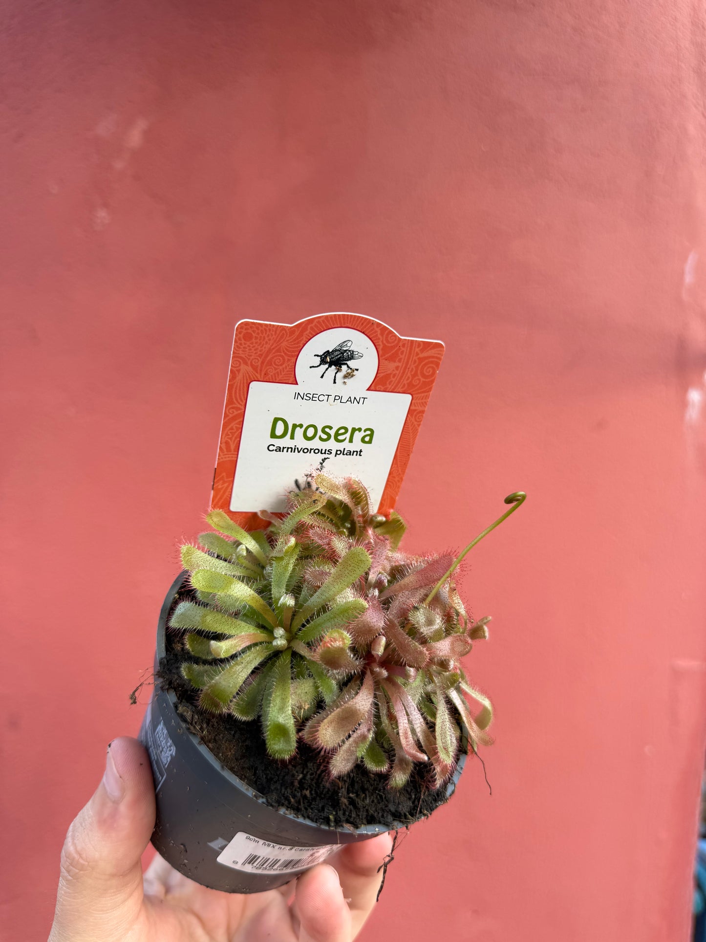 Drosera (Mixed)