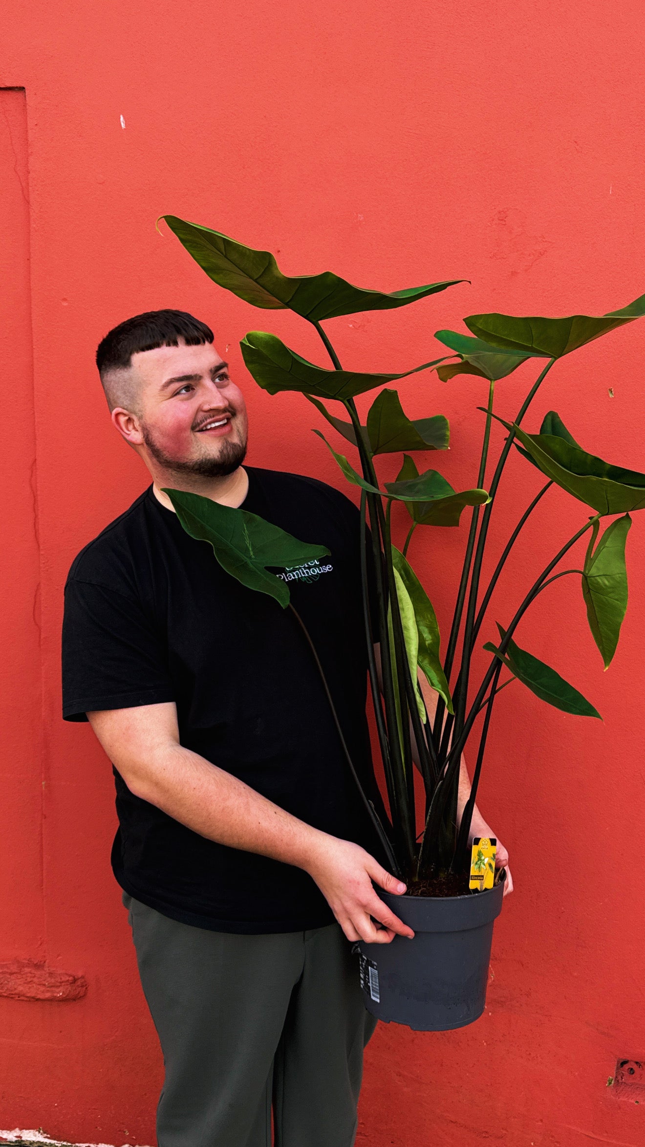 Alocasia Black Zebrina 130cm