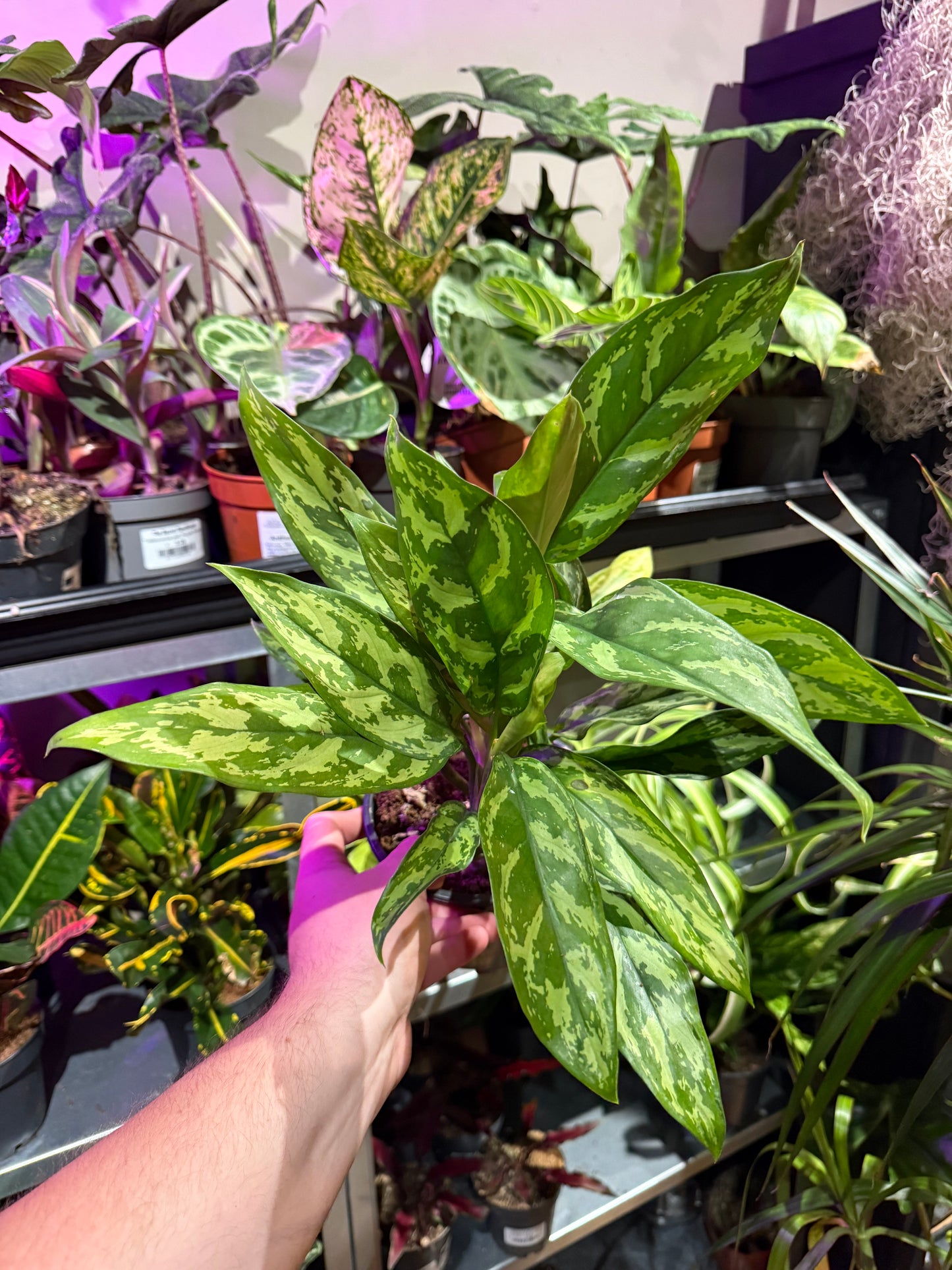Aglaonema ‘Maria’
