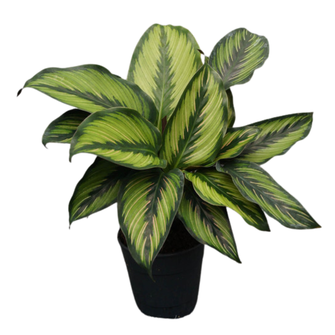 Calathea Pinstripe