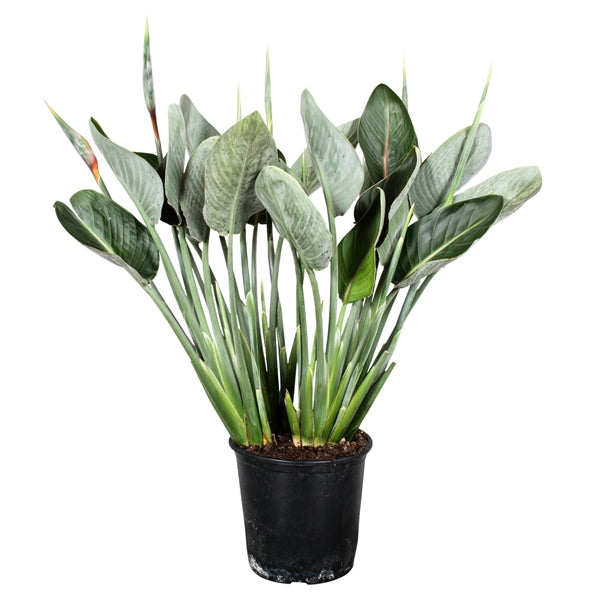 Strelitzia Reginae 27Ø 80cm 4flowers +