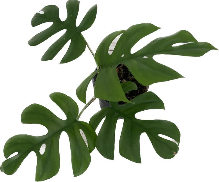 Monstera deliciosa 'Little Sister'