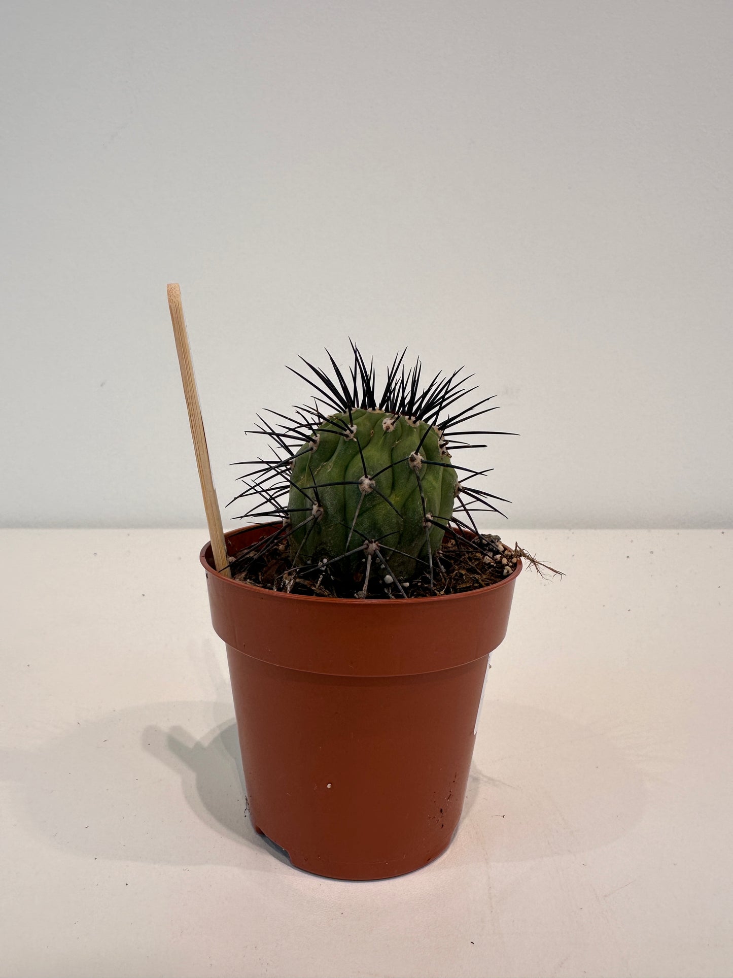 Copiapoa Malletiana