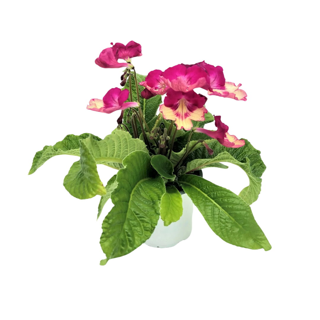 Streptocarpus Merlin
