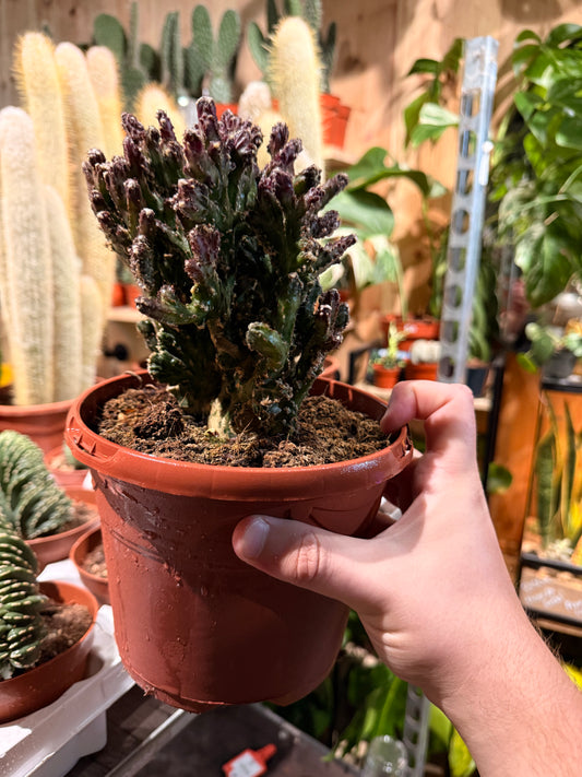 Monvillea spegazzinii ‘Cristata’ – The Dragon Spine Cactus