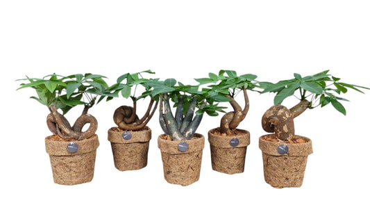 Pachira aquatica Bonsai Form in Coco Pot