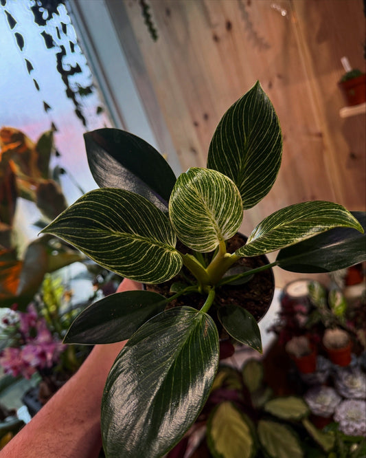 Philodendron White Vein