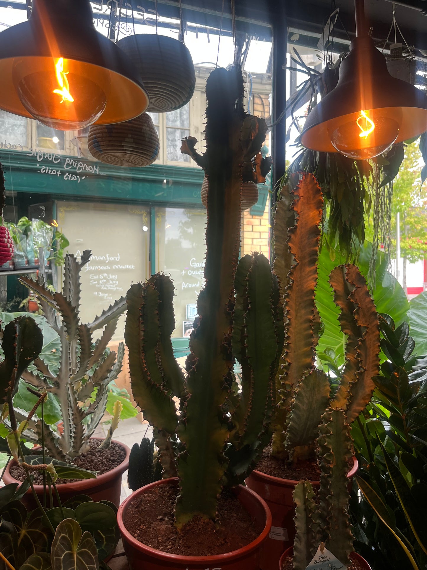 Euphorbia Ingens Canarias