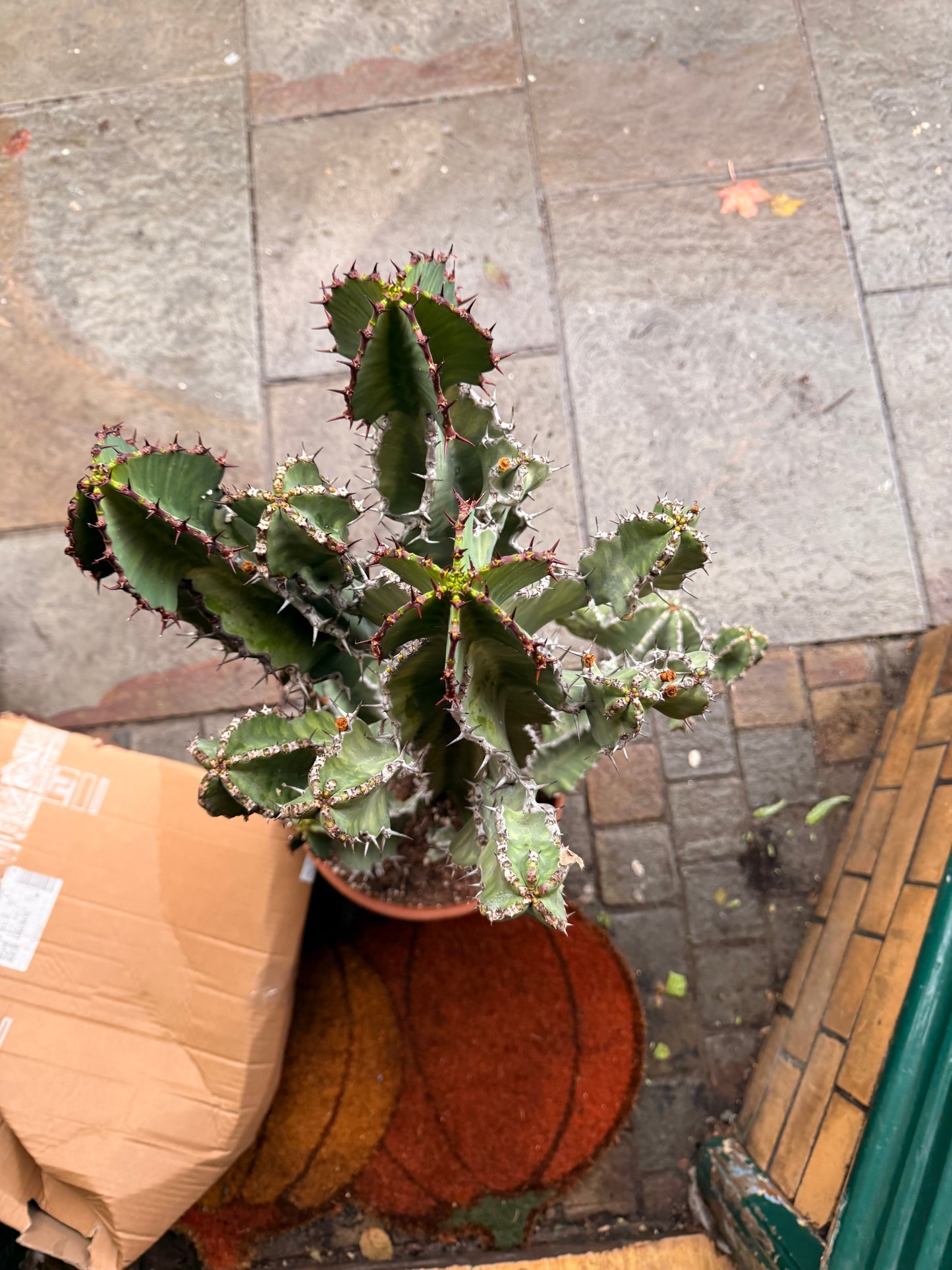 Euphorbia cooperi 31 cm pot