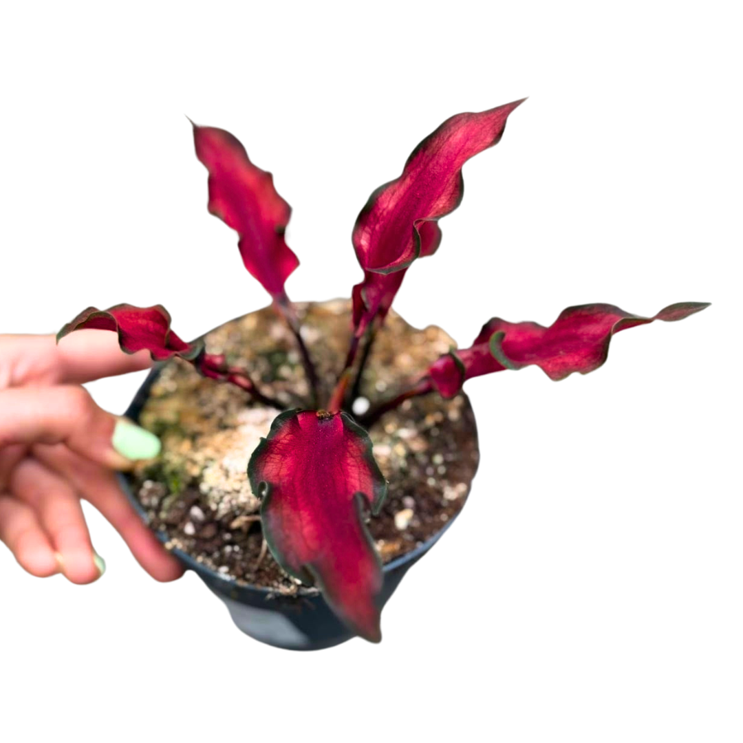 Caladium Red Scarf