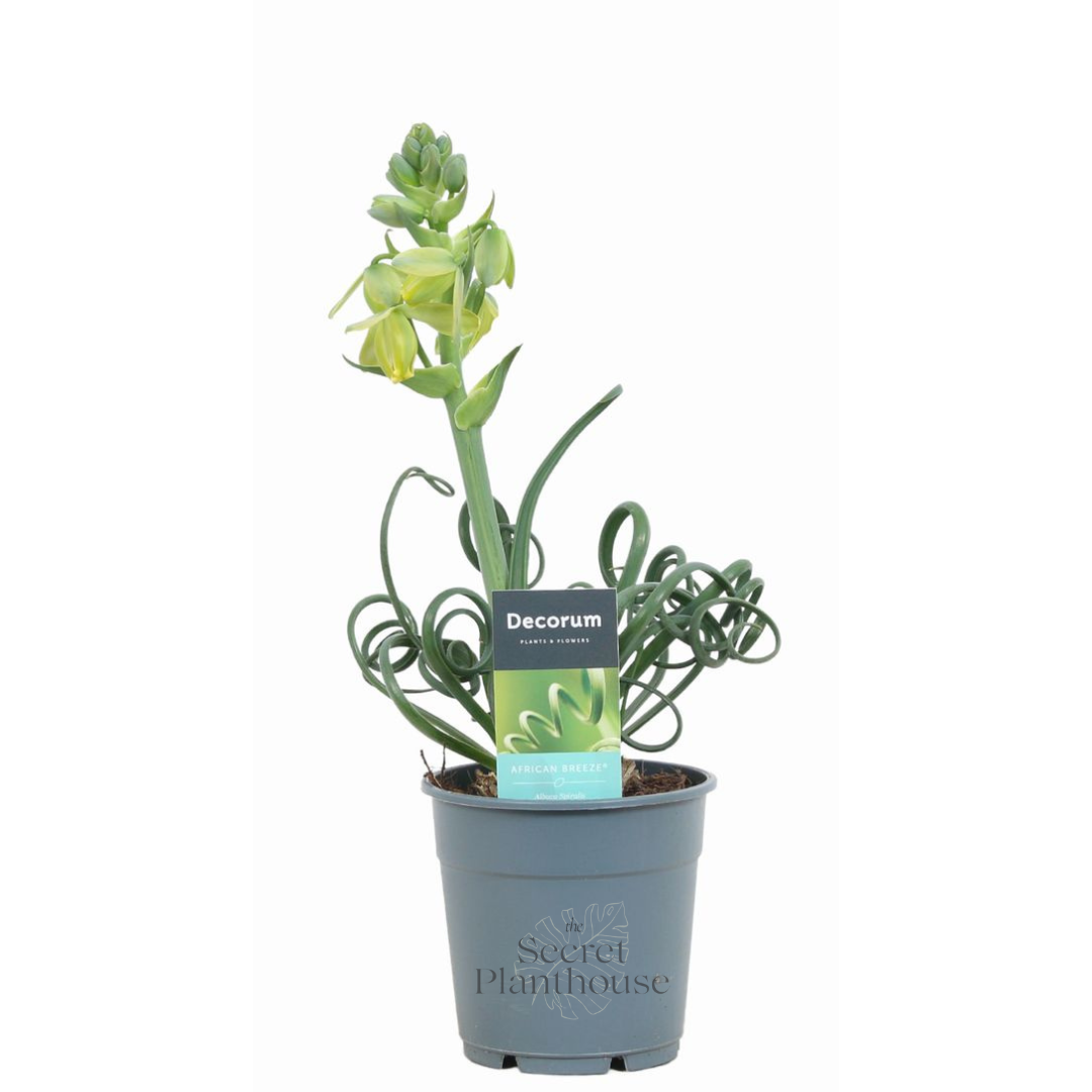Albuca spiralis Frizzle Sizzle