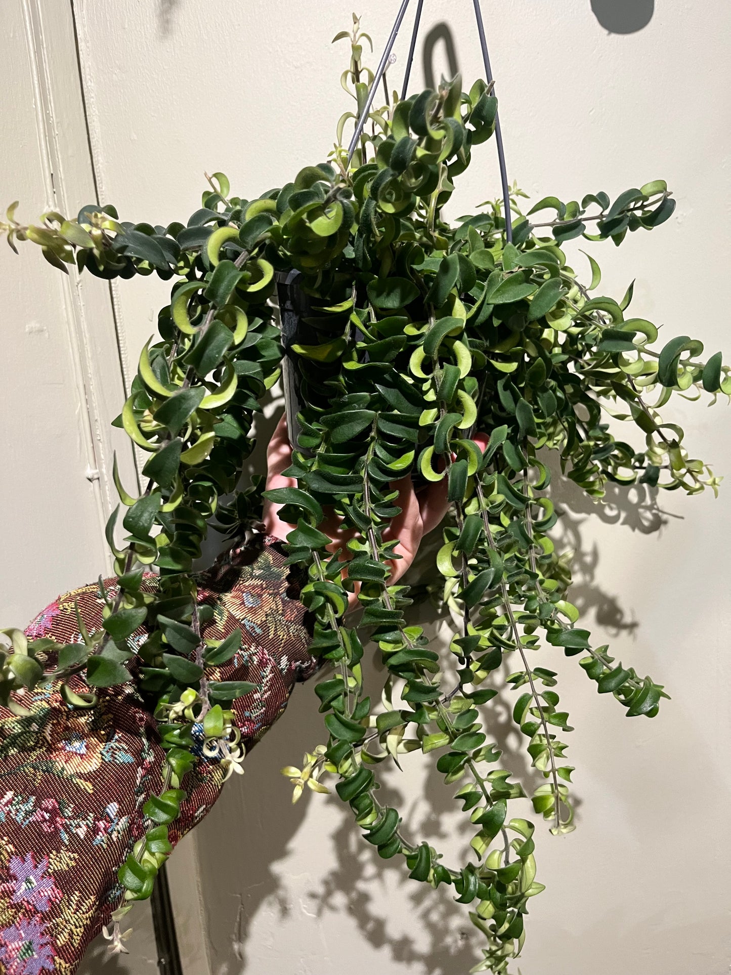 Aeschynanthus (lipstick plant)