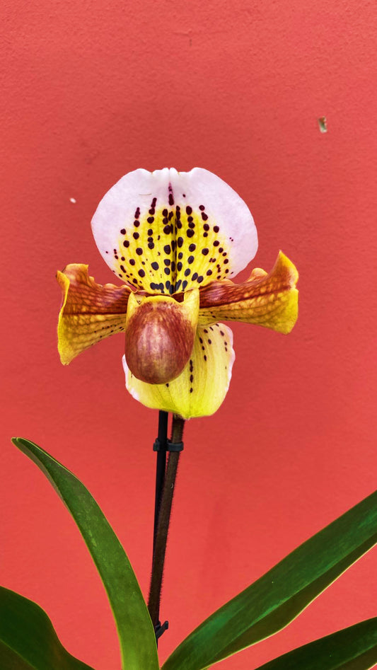 Paphiopedilum American Hybrid Gem