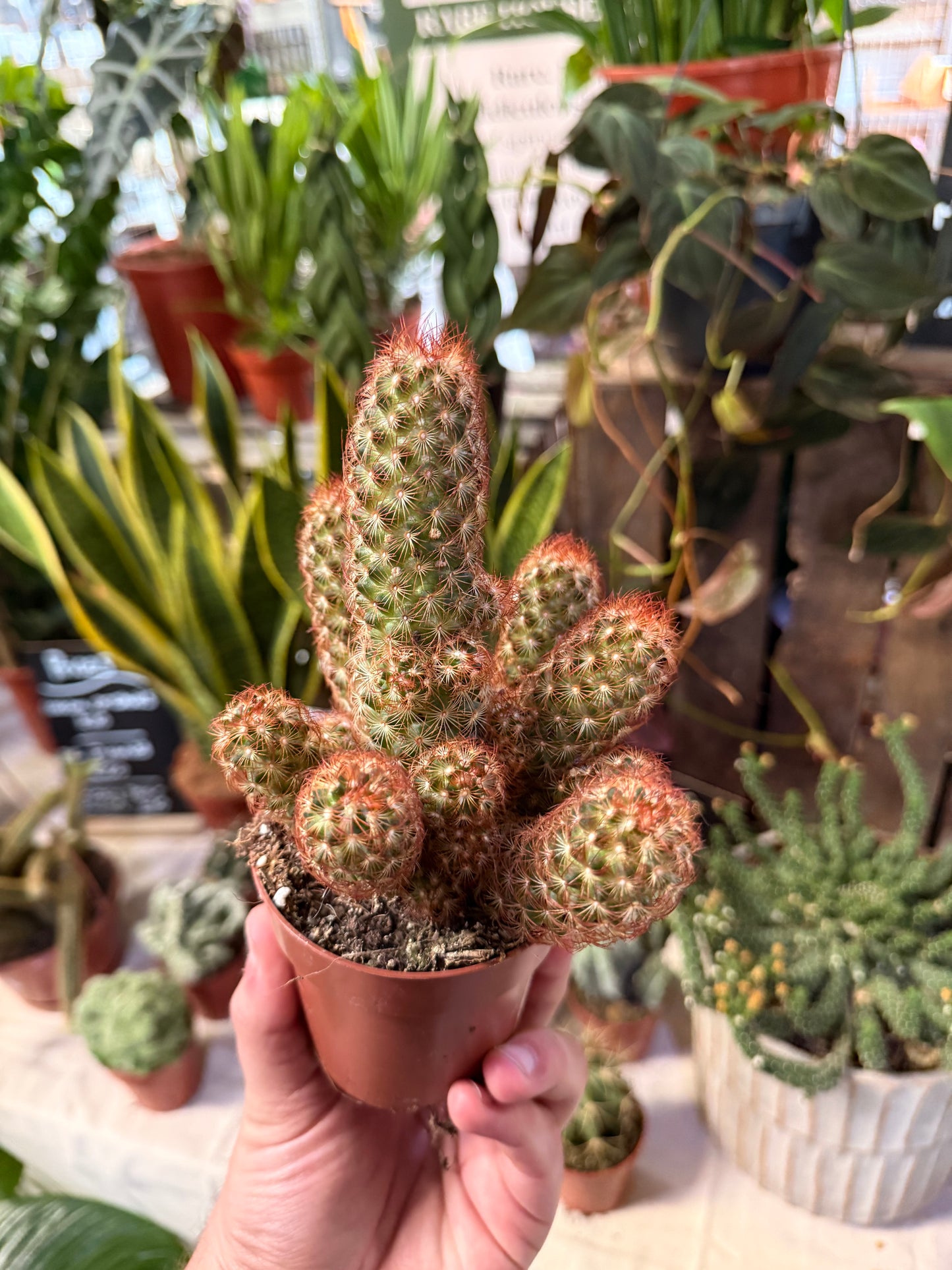 Mammillaria elongata