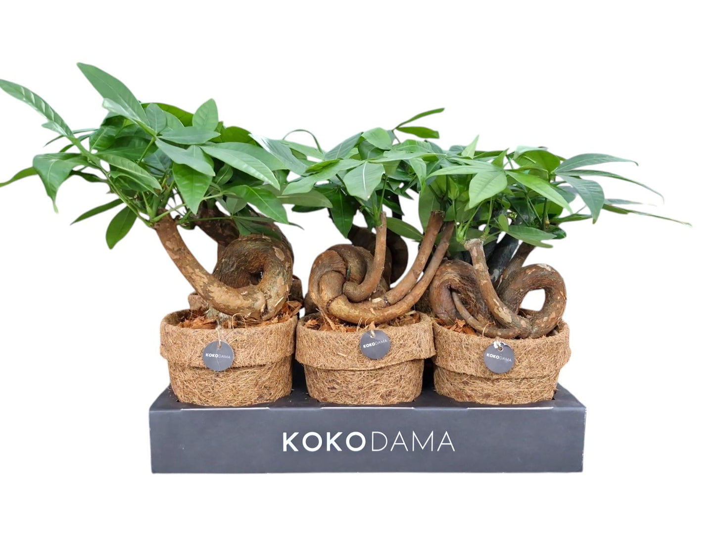 Pachira aquatica Bonsai Form in Coco Pot