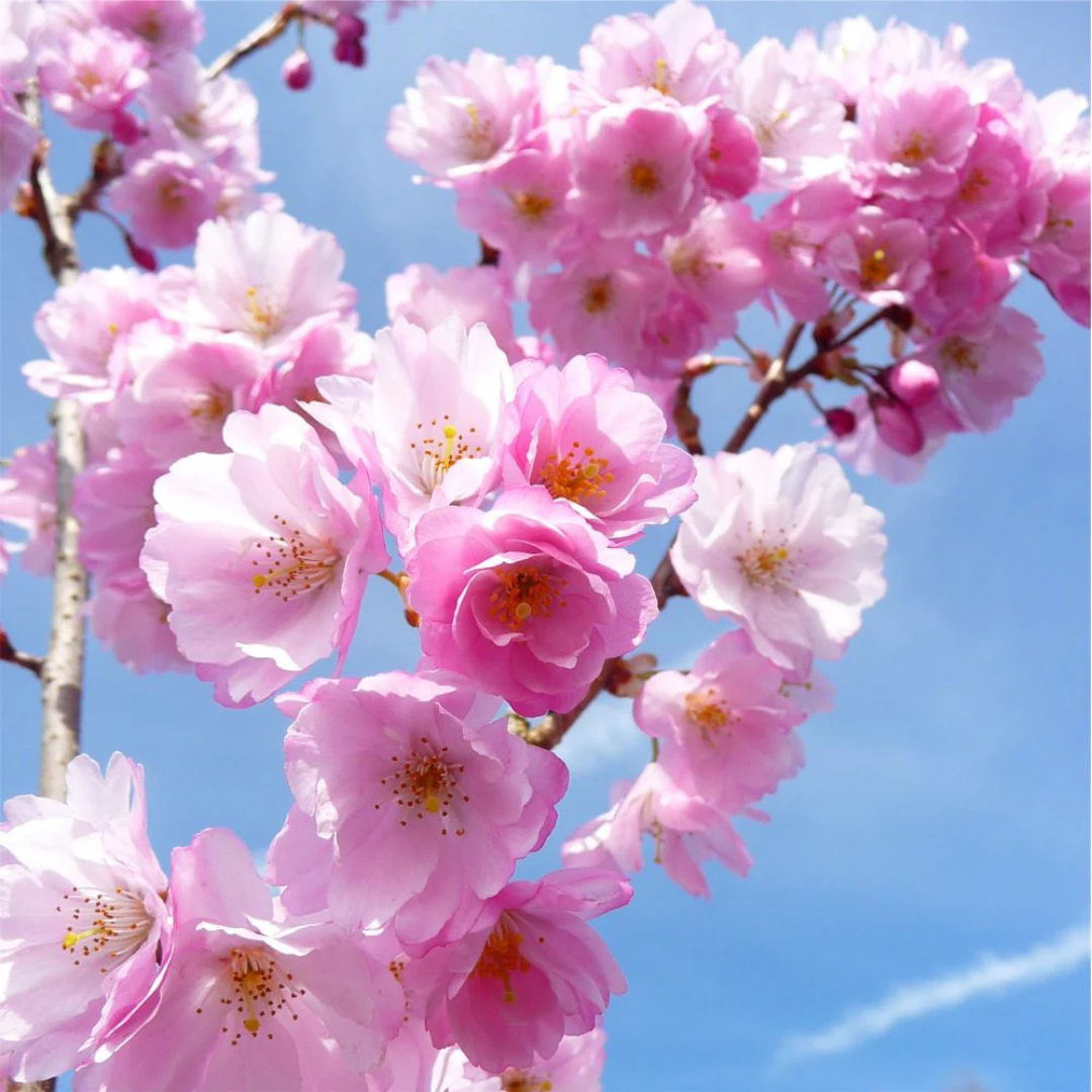 Prunus ‘Accolade’ – Half Standard (150cm Stem)