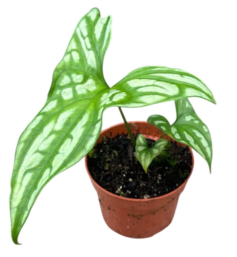 Cercestis Mirabilis P10.5 15CM