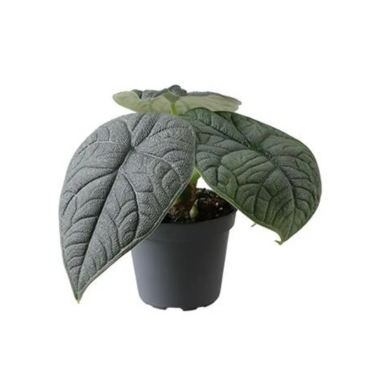 Alocasia melo