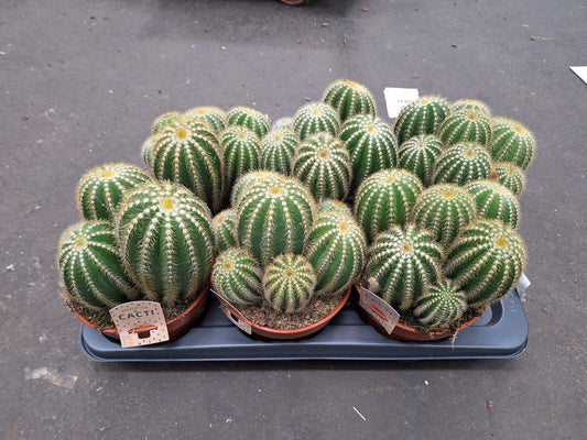 Parodia Magnifica