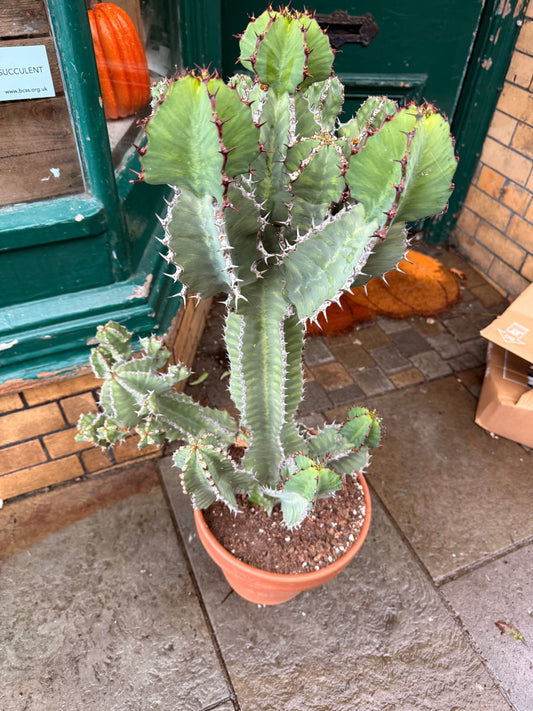 Euphorbia cooperi 31 cm pot