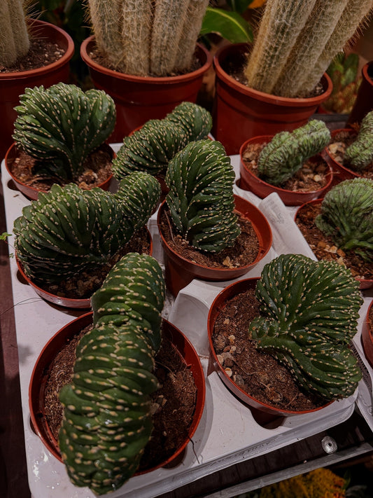 Marginatocereus marginatus ‘Cristata’ – The Crested Mexican Fencepost