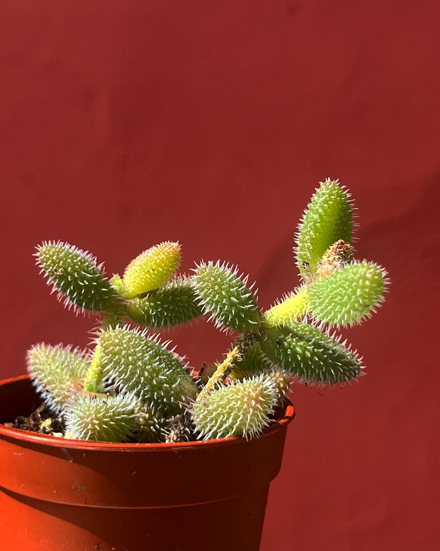 Delosperma pruinosum