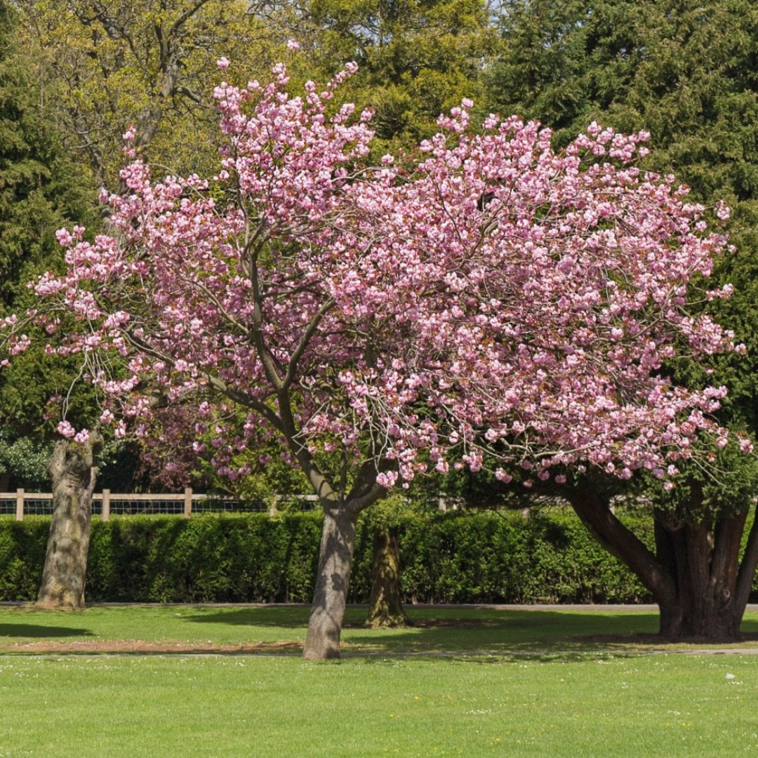 Prunus ‘Accolade’ – Half Standard (150cm Stem)