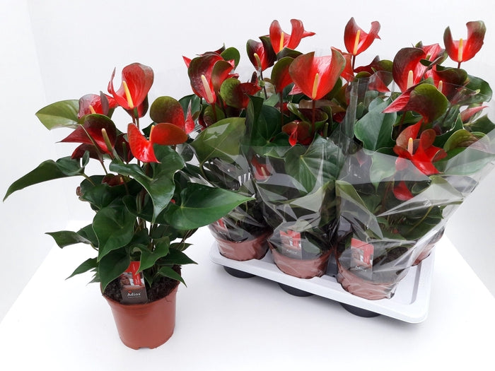 Anthurium DYNAMITE RED