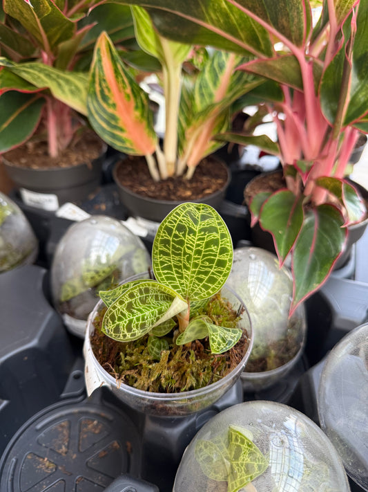 Jewel Orchid Terrarrium
