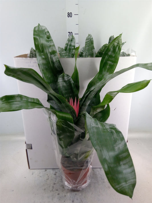 Aechmea fasciata 'Primera' Grande XXL
