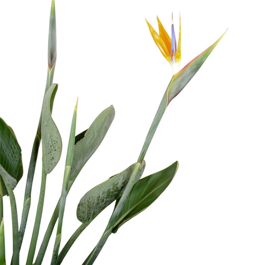 Strelitzia Reginae 27Ø 80cm 4flowers +