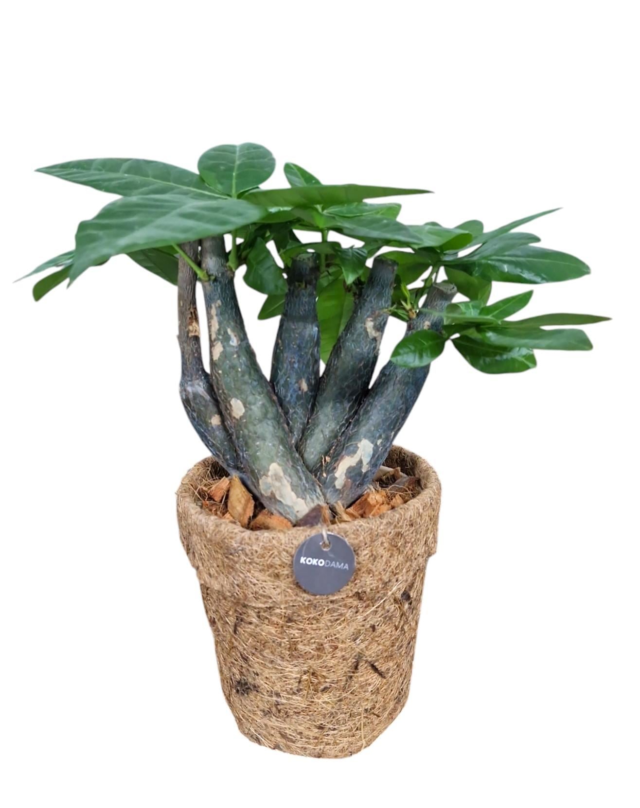 Pachira aquatica Bonsai Form in Coco Pot
