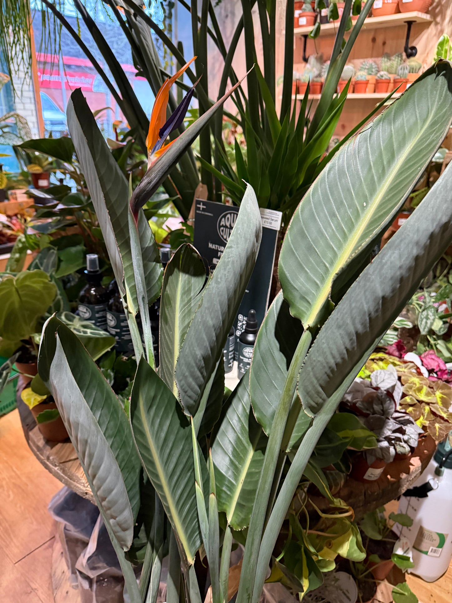 Strelitzia reginae – The Stunning Bird of Paradise 1+ flower