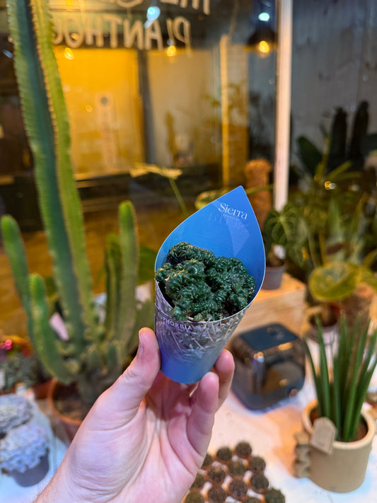 Euphorbia Cristata ‘Green Elf’