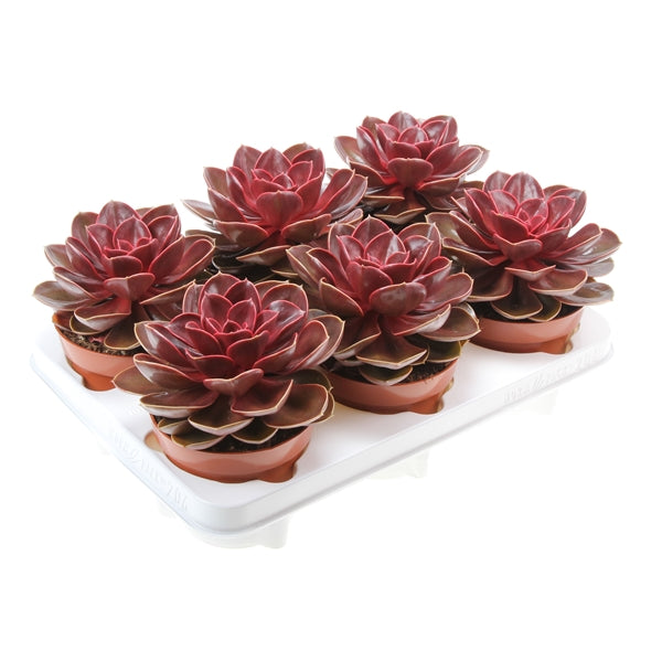 Echeveria 'Perle von Nurnberg'