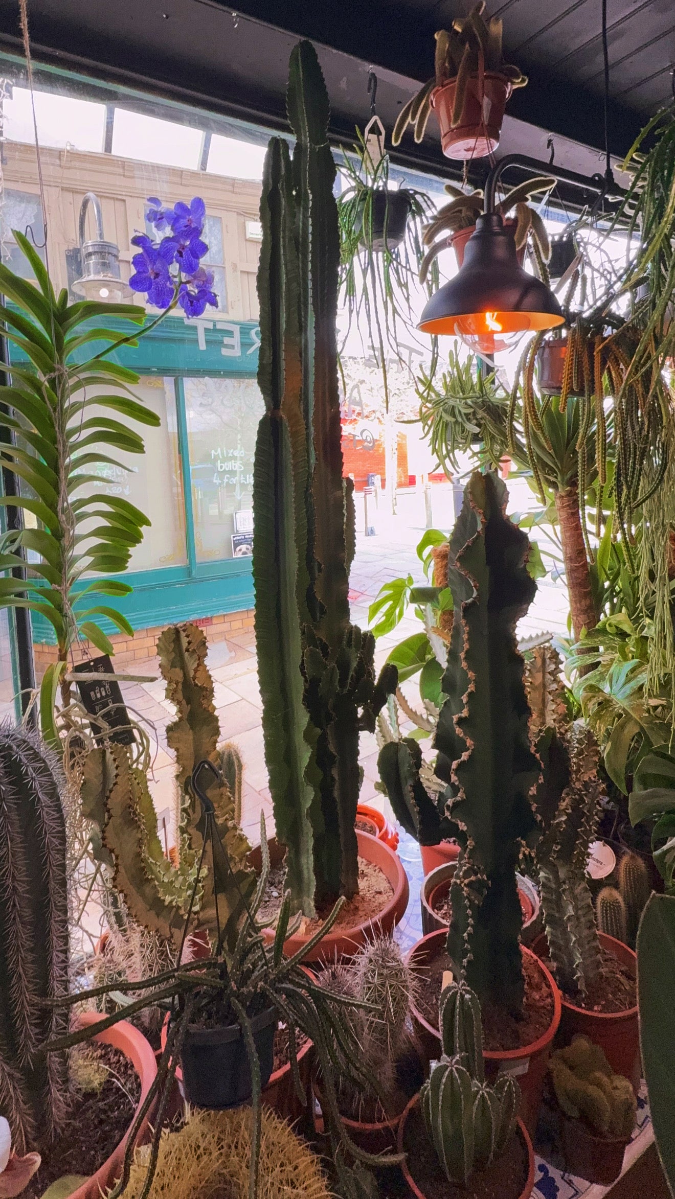 Euphorbia erytrea – The African Candelabra Tree (approx 6 foot)