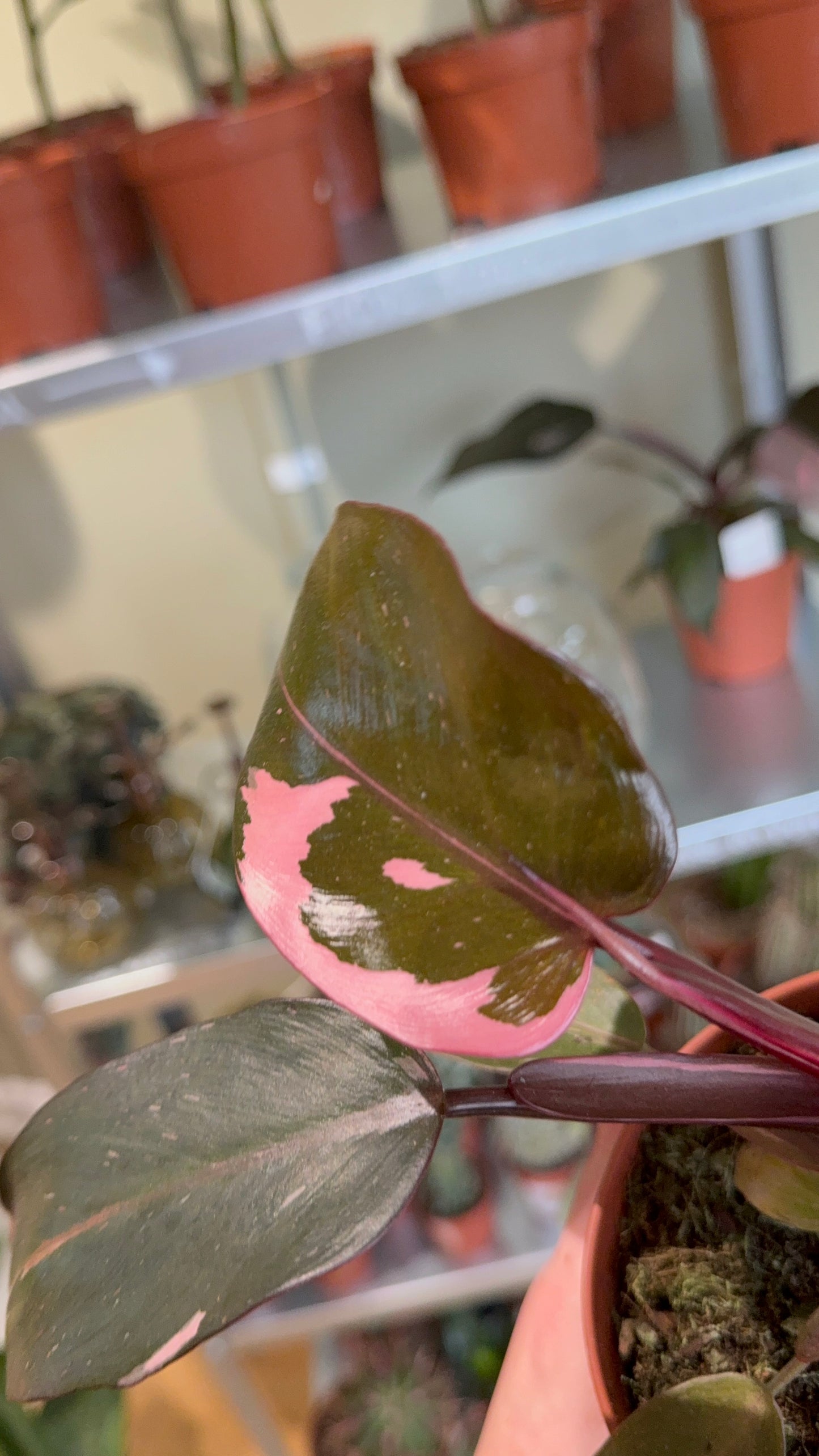 Philodendron Pink Princess (Large 50cm)
