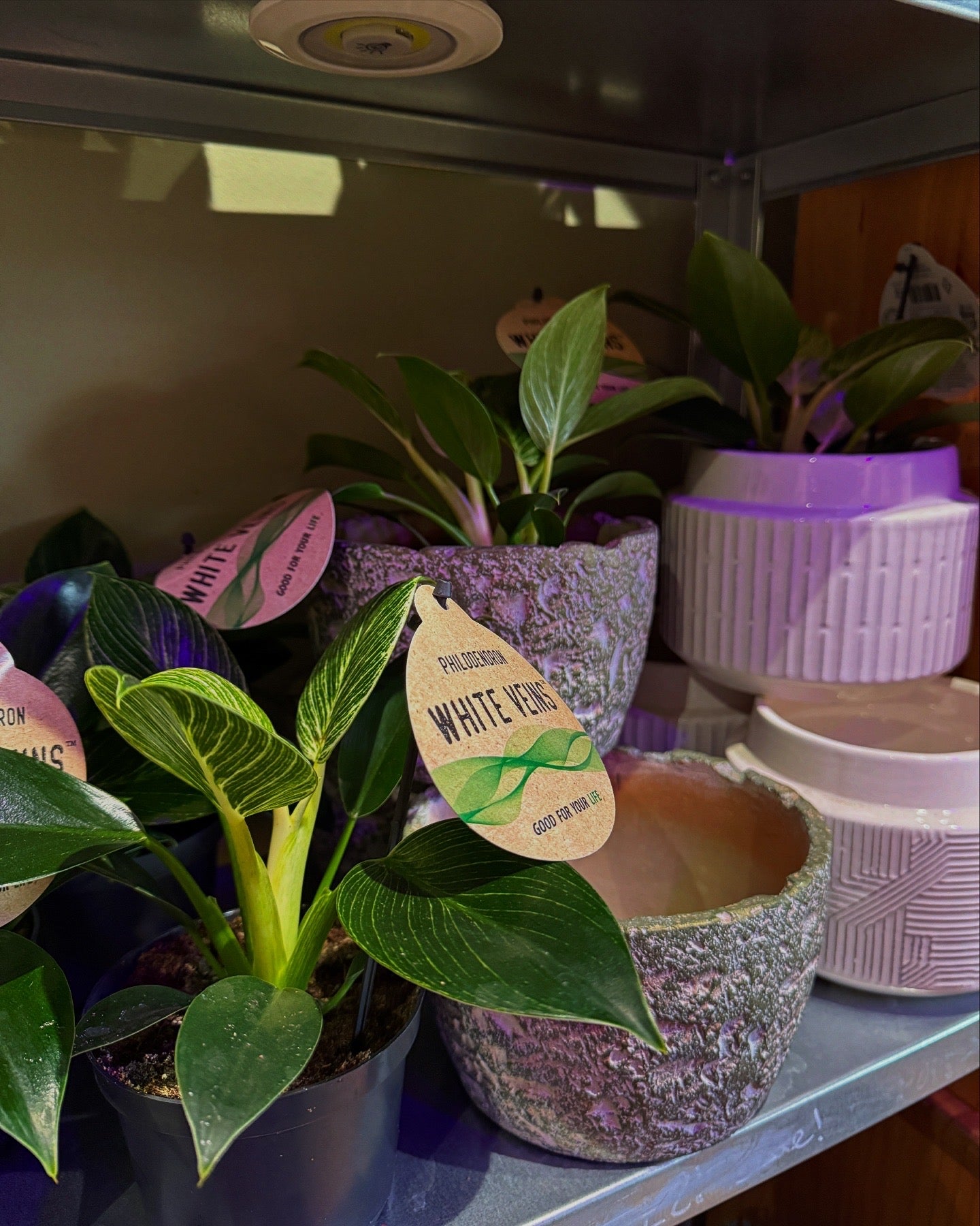 Philodendron White Vein