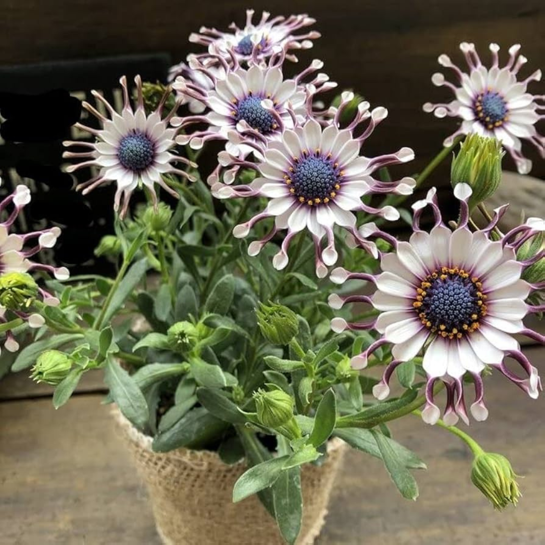 Osteospermum Philip Spoon