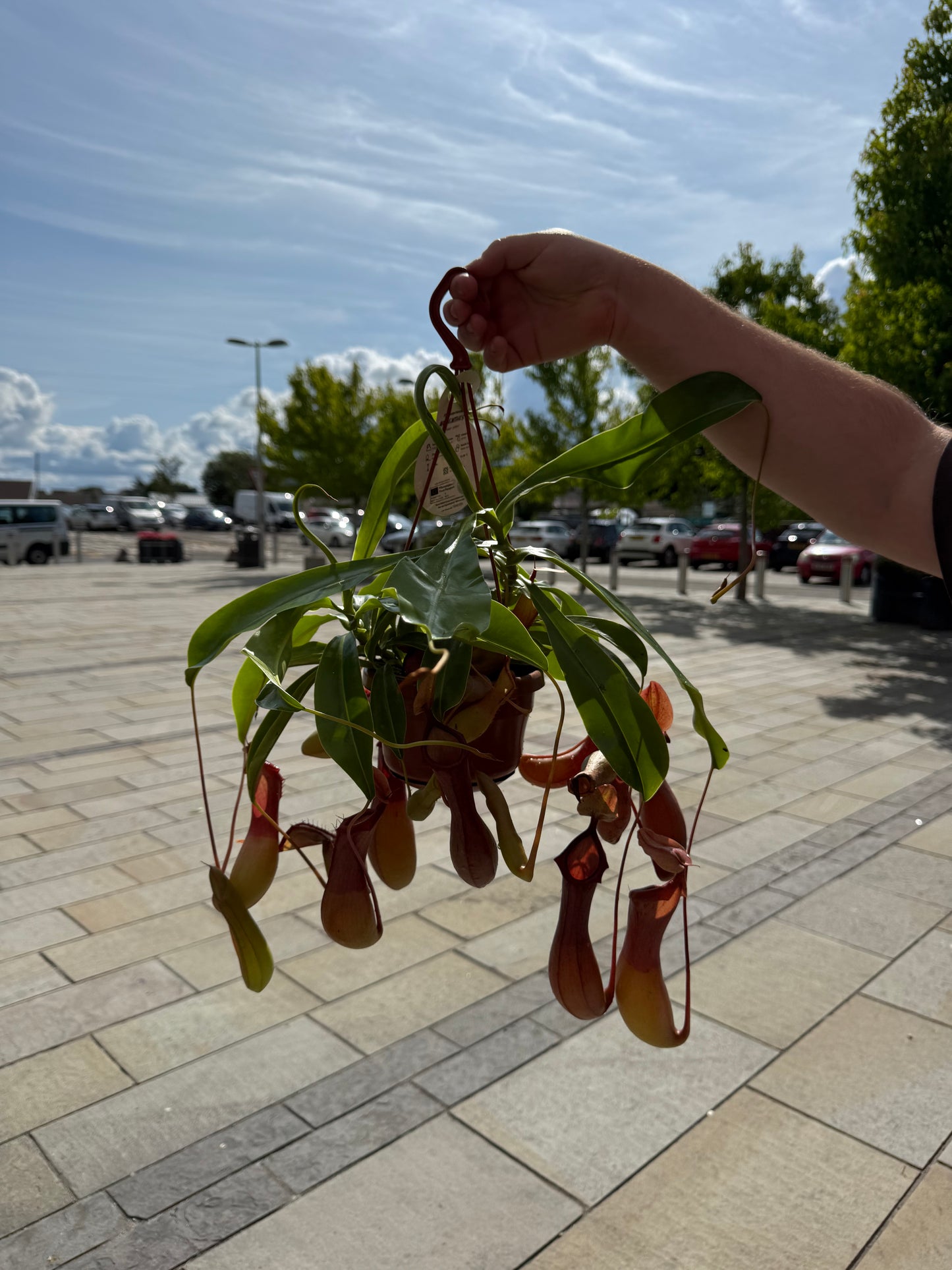 Nepenthes Alata Monkey Jars XXL 40cm