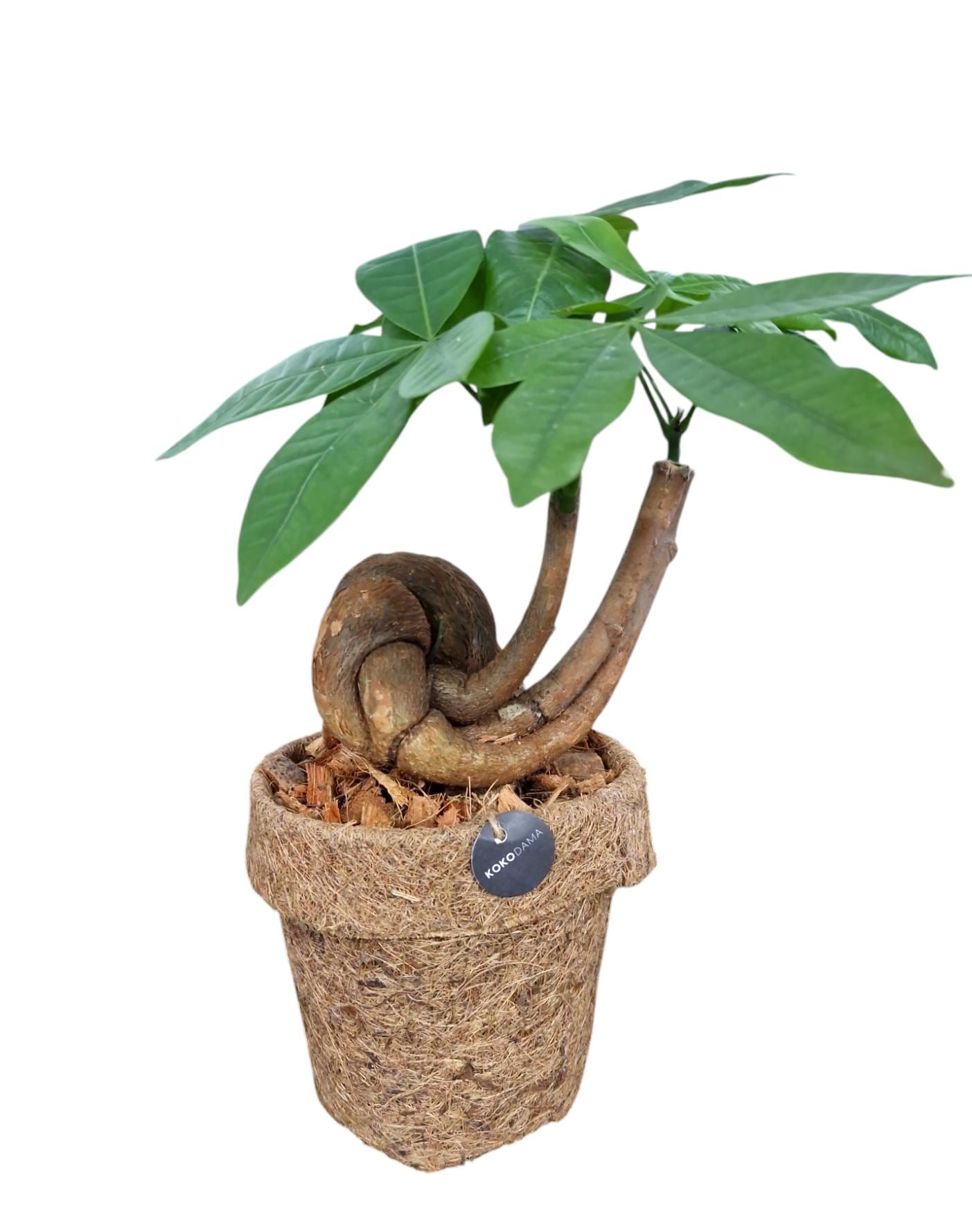 Pachira aquatica Bonsai Form in Coco Pot