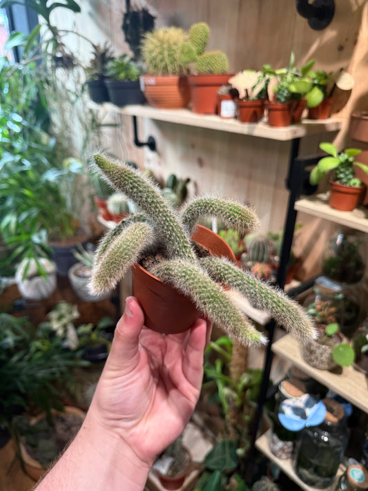 Hildewintera colademononis