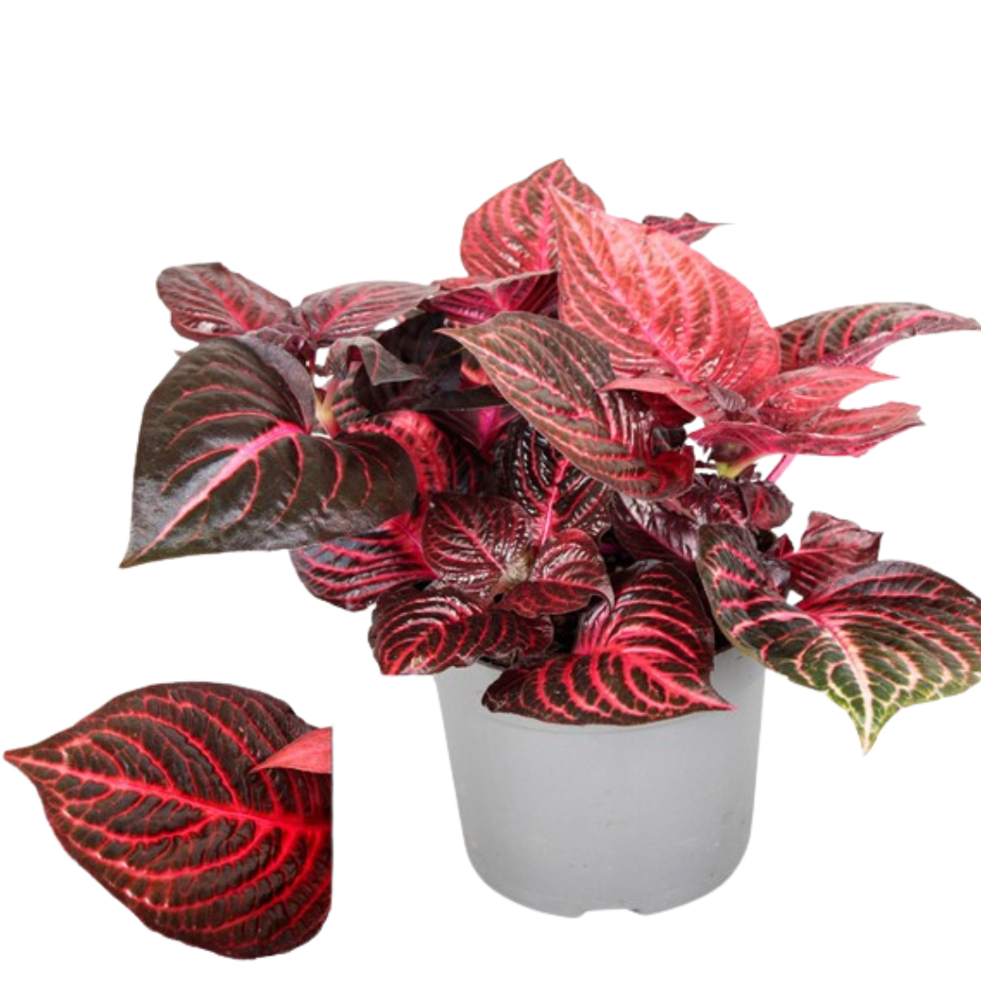 Iresine herbstii Red