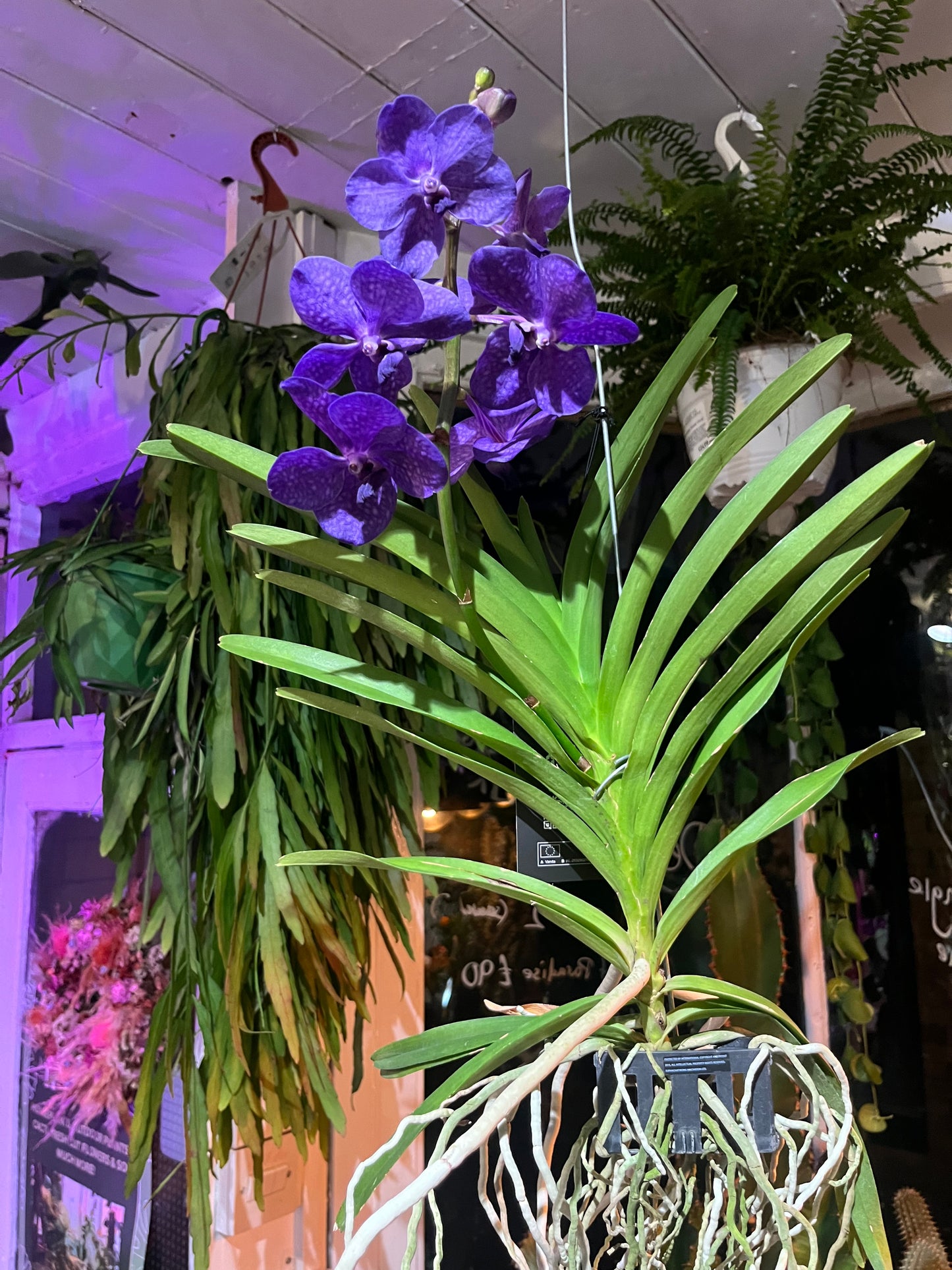 Vanda hybrid (Air growing orchid)